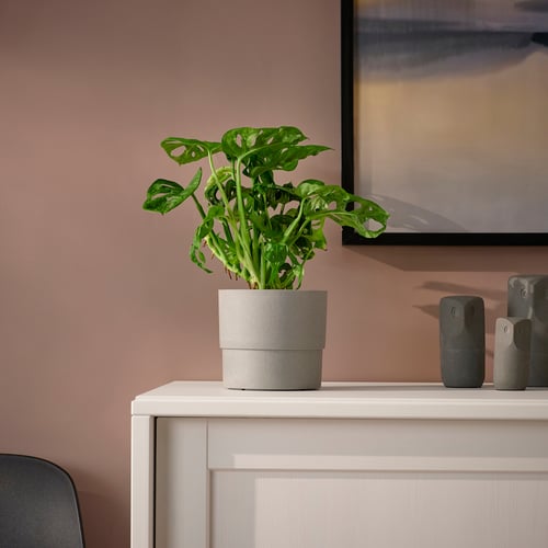 MONSTERA ADANSONII potted plant, adanson's monstera, 12 cm IKEA