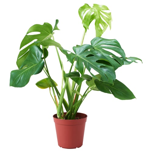 Potted MONSTERA DELICIOSA with large green leaves.