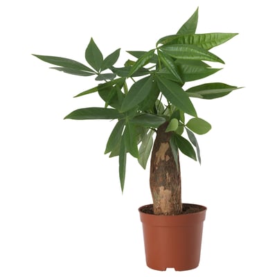 PACHIRA AQUATICA Potted plant, Guinea chestnut, 12 cm