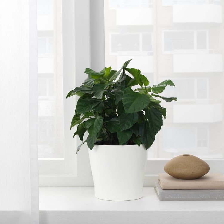 PAPAJA Plant pot, white, 12 cm IKEA