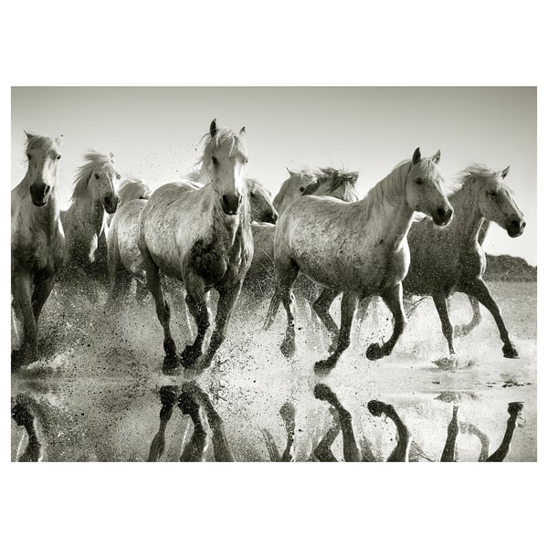PJÄTTERYD Picture, Wild horses, 70x50 cm