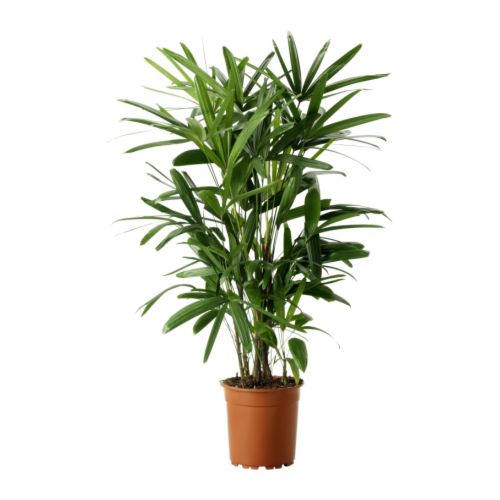 RHAPIS EXCELSA Potted plant IKEA