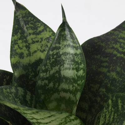SANSEVIERIA HAHNII Potted plant, assorted bird's nest, 9 cm