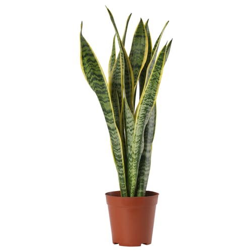 Snake plant, tall green-yellow leaves.