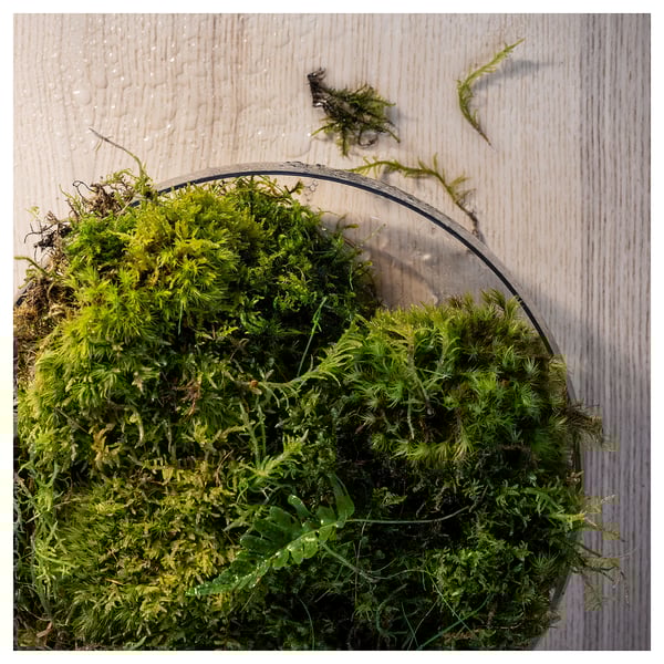 SILKESTRÄD Scented tealight, dew & moss/off-white, 3.5 hr