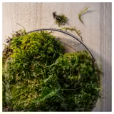 SILKESTRÄD Scented tealight, dew & moss/off-white, 3.5 hr