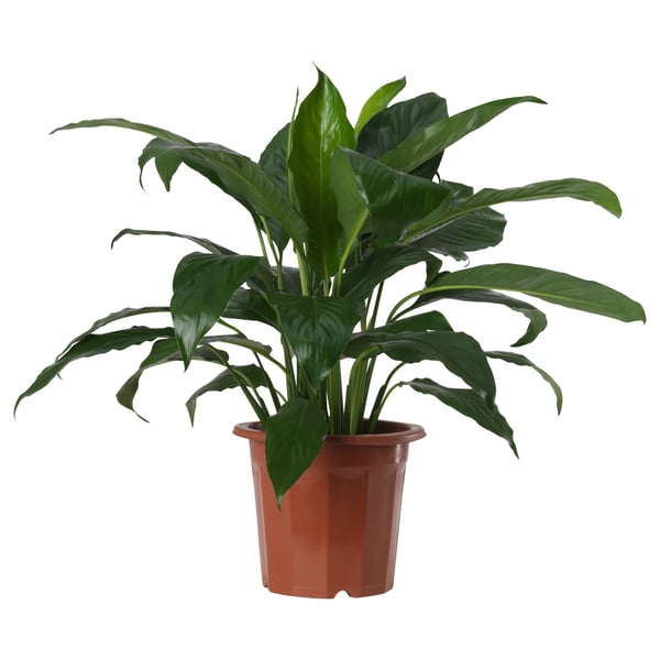 SPATHIPHYLLUM Potted plant, Peace lily, 24 cm
