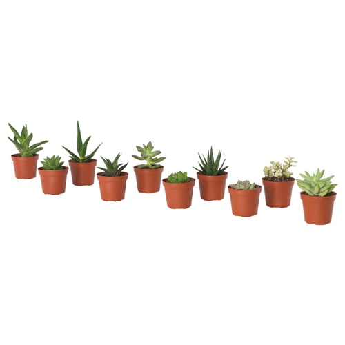 Nine small SUCCULENTs in terracotta pots, neatly arranged in a row, providing a vibrant touch to any space.