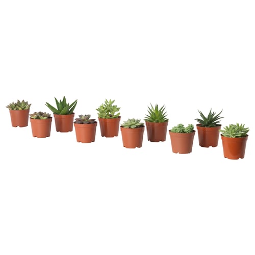 Eight small potted SUCCULENTs, various green shades, arranged in a row, terracotta pots.