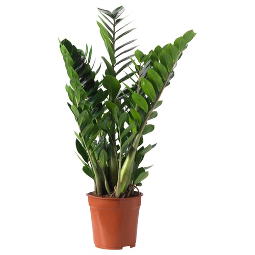 Orange-potted zamioscus plant with green leaves.