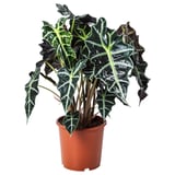 Rastlina ALOCASIA AMAZONICA v rdeči plastični posodi. Rastlina ima velike, temno zelene liste z izrazitimi belimi žilami in razburkanimi robovi.