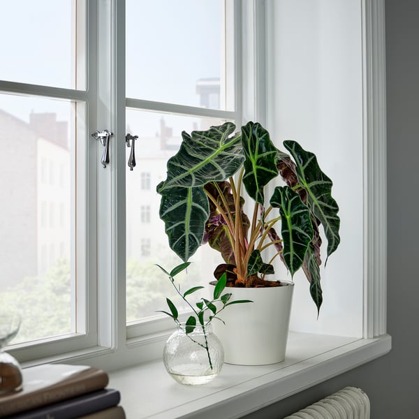 ALOCASIA AMAZONICA na okensko polico, živahni zeleni listi in majhna vaza.