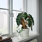 ALOCASIA AMAZONICA na okensko polico, živahni zeleni listi in majhna vaza.