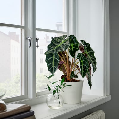 ALOCASIA AMAZONICA na okensko polico, živahni zeleni listi in majhna vaza.