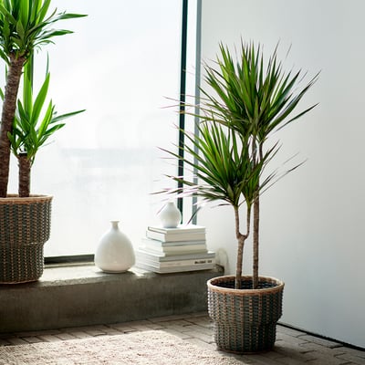 Dve lončnici DRACAENA MARGINATA, z visokimi zelenimi listi in pletenimi lončki, sedita ob oknu, spremljajo jih bele vaze in knjige.