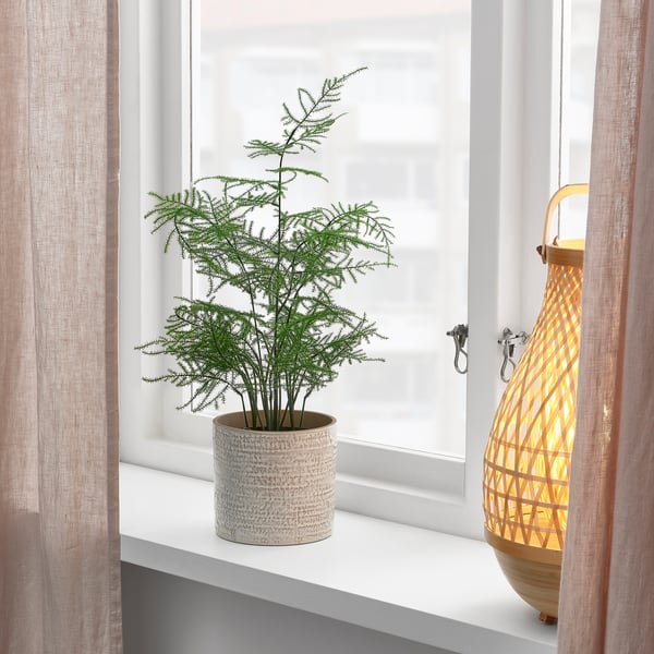 FEJKA Umetna lončnica, notranji/zunanji Puhasti asparagus, 12 cm IKEA