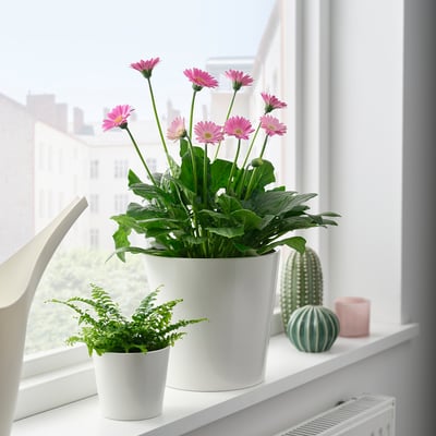 GERBERA Lončnica, gerbera različne barve, 19 cm
