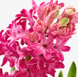 HYACINTHUS Lončnica, 3 čebulice, hijacinta različne barve, 12 cm