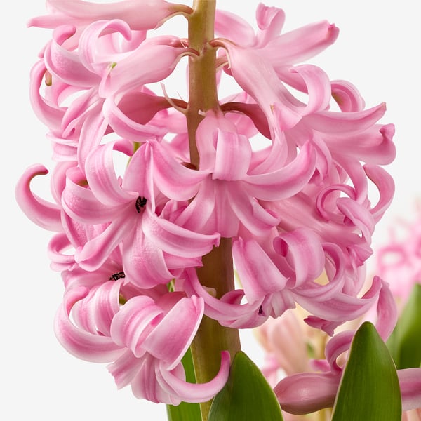 HYACINTHUS Lončnica, 3 čebulice, hijacinta različne barve, 12 cm