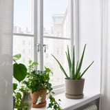 Tri rastline na okensko polico: središče aloe, živahne stranice, odsev oken.