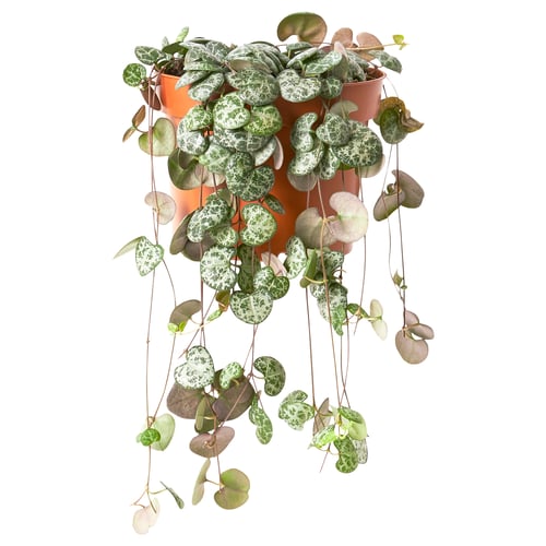 CEROPEGIA WOODII v oranžovom kvetináči, srdcovité listy, vlečená rastlina.