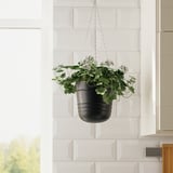 Závesná rastlina s bielymi kvetmi, retiazkou, bielou stenou.