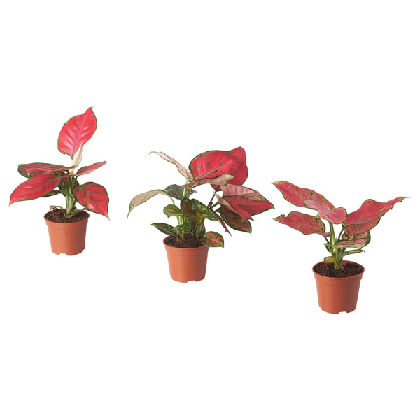 AGLAONEMA Potted plant, Chinese evergreen, 15 cm