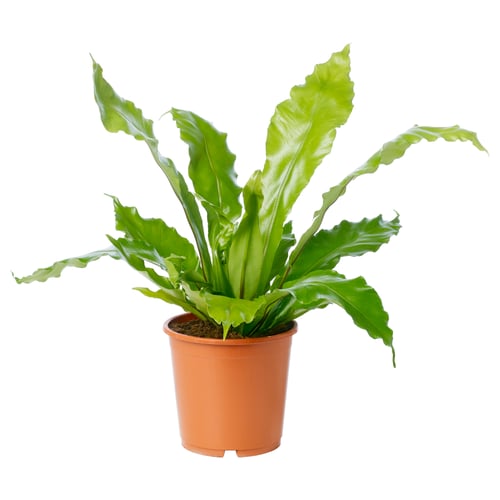 Potted asp lenium fern with green leaves.