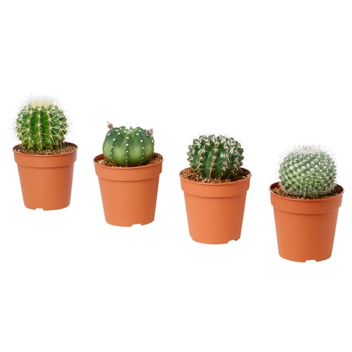 Four cacti in terracotta pots, varied shapes, green spines.