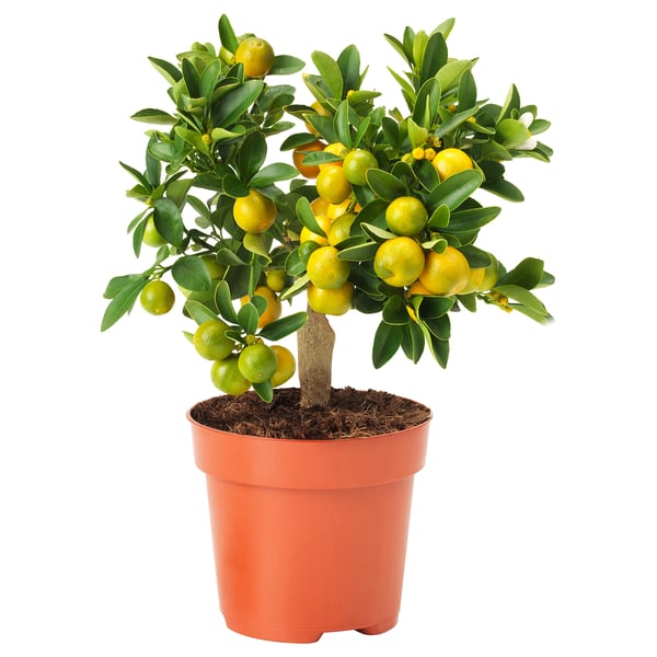 CITRUS Potted plant, citrus, 12 cm