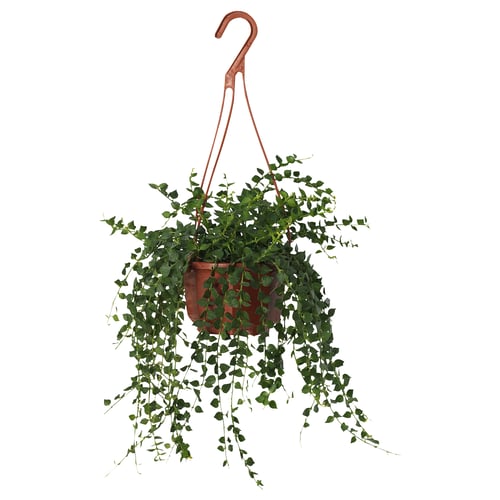 Hanging plant, green leaves, low-maintenance