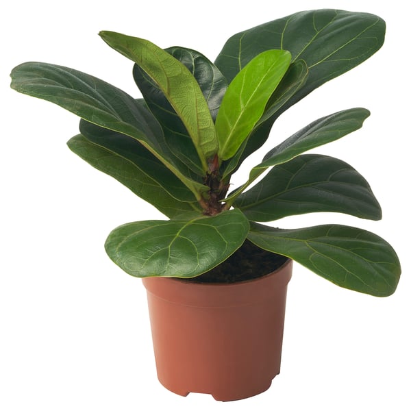 FICUS LYRATA Potted plant, fiddle-leaf fig, 9 cm