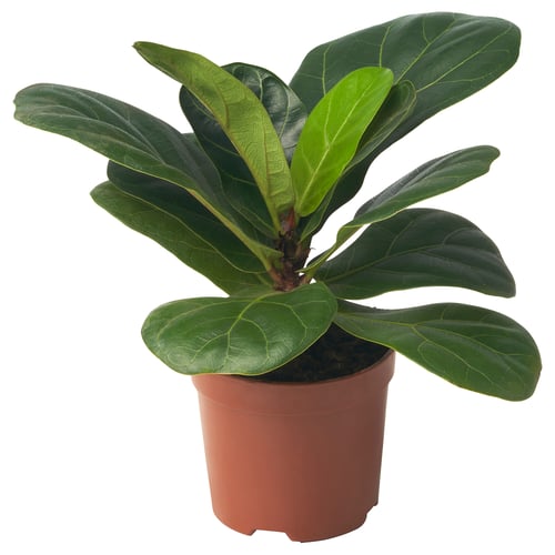 FICUS LYRATA plant with large green leaves.