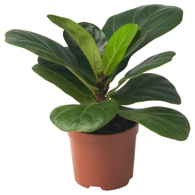 FICUS LYRATA Potted plant, fiddle-leaf fig, 9 cm