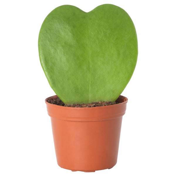 HOYA KERRII Potted plant, 6 cm