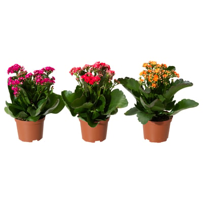 Three potted KALANCHOE plants in pink, red, and orange colours, each in brown plastic pots.