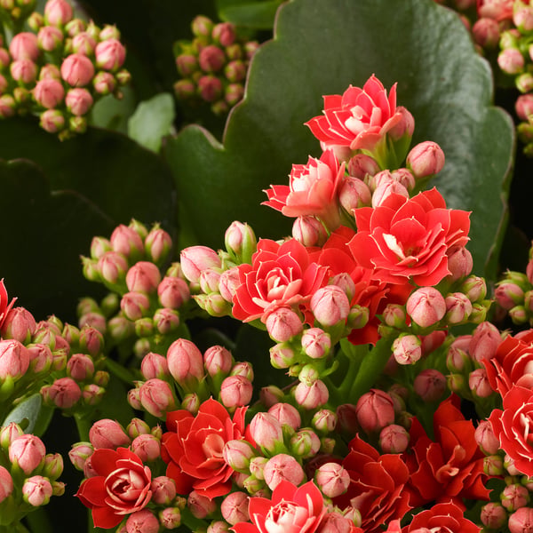Bright red KALANCHOE blooms, vibrant and healthy, surrounded by large green leaves.