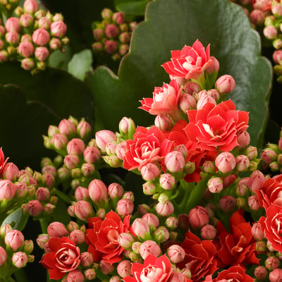 Bright red KALANCHOE blooms, vibrant and healthy, surrounded by large green leaves.