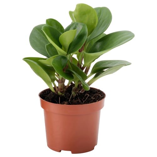 Potted PEPEROMIA with thick stems and round leaves.