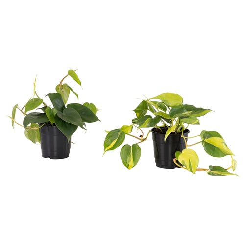 Two potted PHILODENDRONs, one dark green, one lime, black pots.