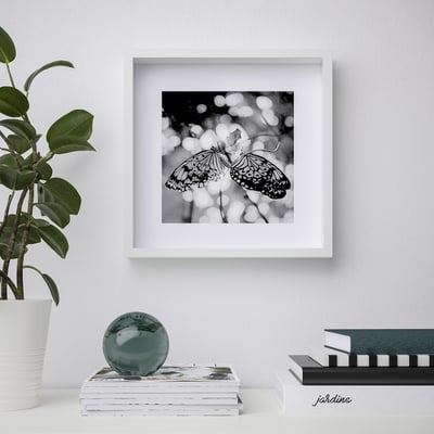 Black & white butterfly photo in frame, with books & plant below.