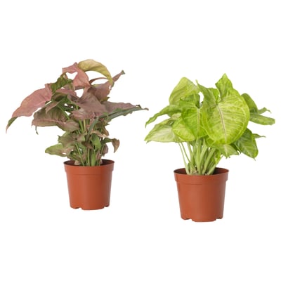 SYNGONIUM Potted plant, Goosefoot plant/assorted, 9 cm