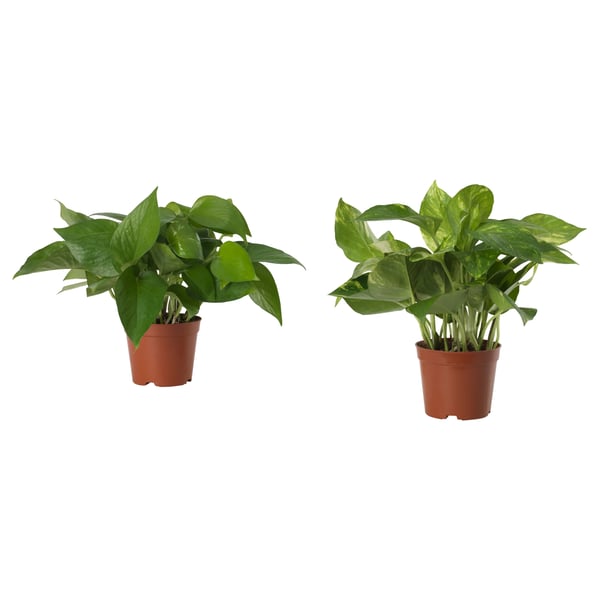 EPIPREMNUM เอพิพเรมนุม ไม้กระถาง, พลูด่าง/คละสี, 12 ซม.