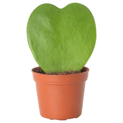 HOYA KERRII โฮยา แคร์รี ไม้กระถาง, 6 ซม.