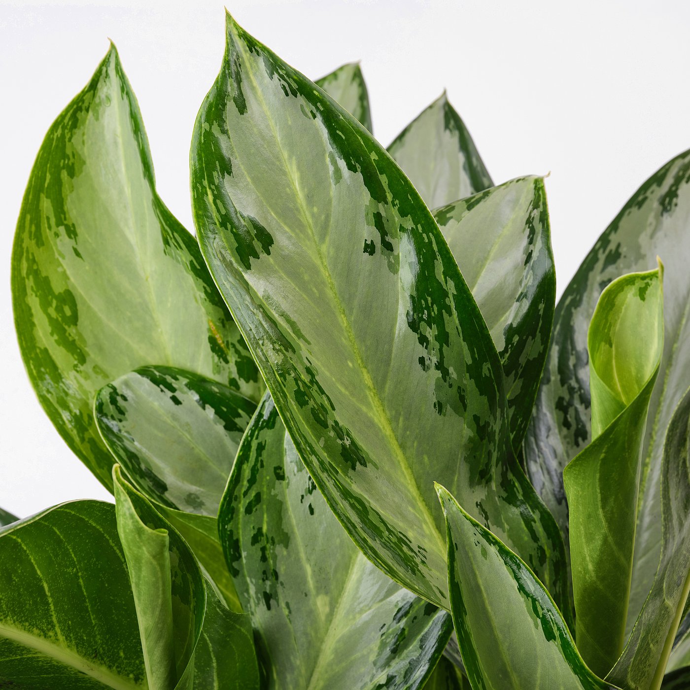Potted plant, Chinese evergreen 3