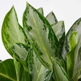 AGLAONEMA Potted plant, Chinese evergreen, 9 "