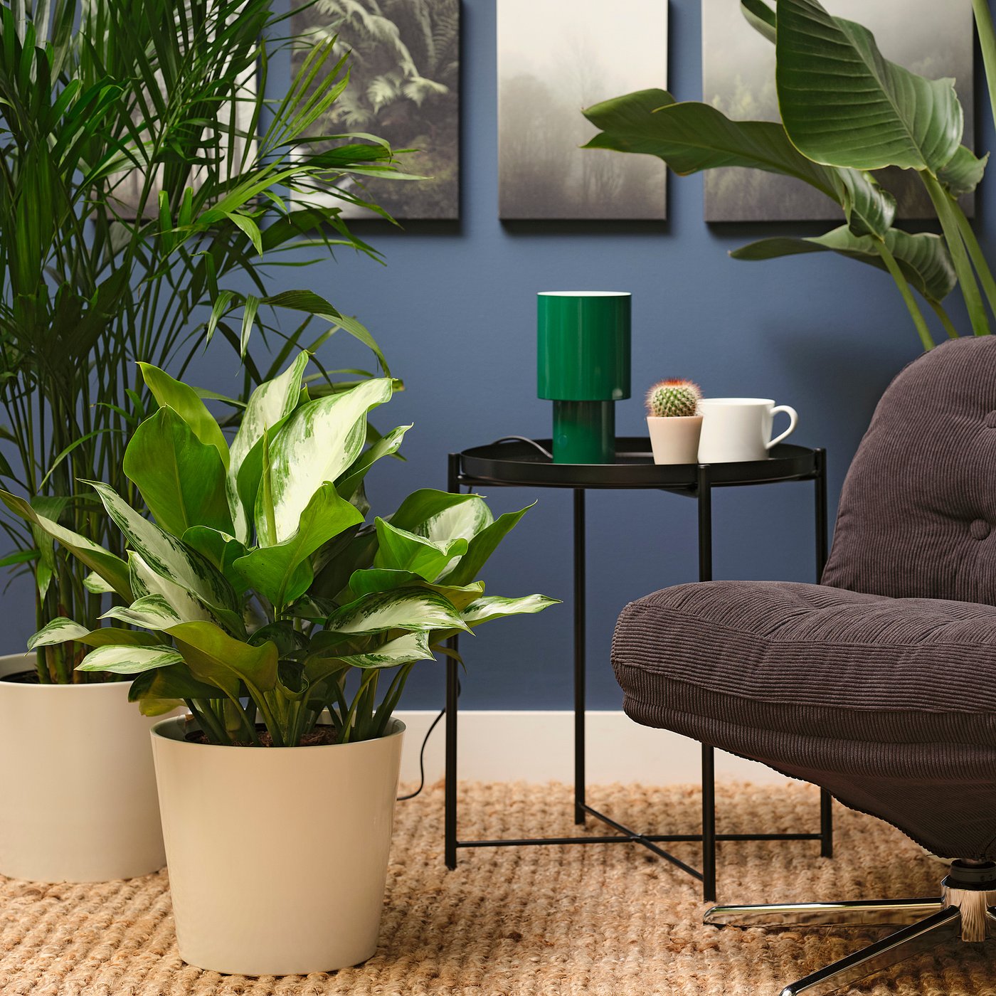 Potted plant, Chinese evergreen 2