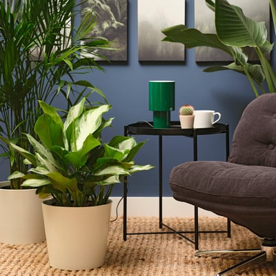 AGLAONEMA Potted plant, Chinese evergreen, 9 "