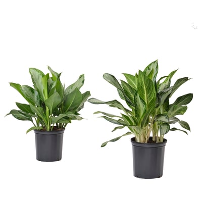 AGLAONEMA Potted plant, Chinese evergreen, 9 "