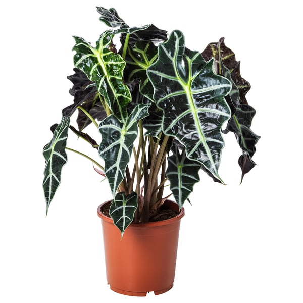 ALOCASIA AMAZONICA potted plant, Elephant ear, 6" IKEA